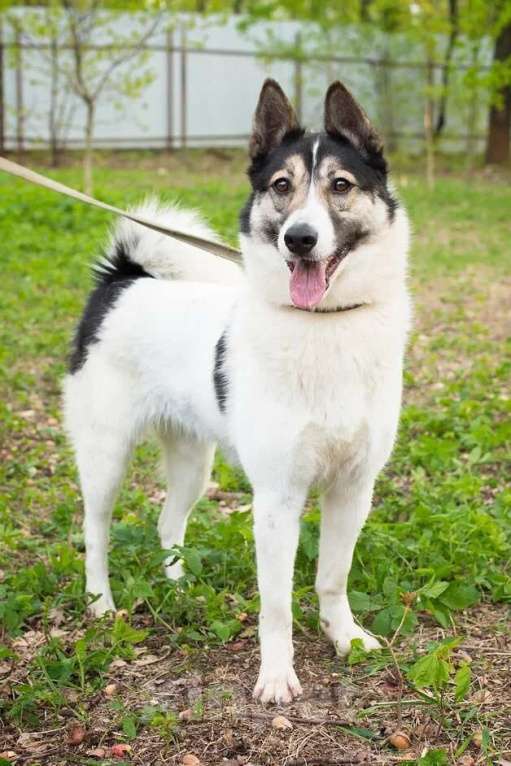 Собаки в Москве: Аша, идеальная собака из приюта Девочка, Бесплатно - фото 5