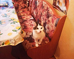 Кошки в Москве: Добрая кошка Даша ищет семью! Девочка, Бесплатно - фото 2
