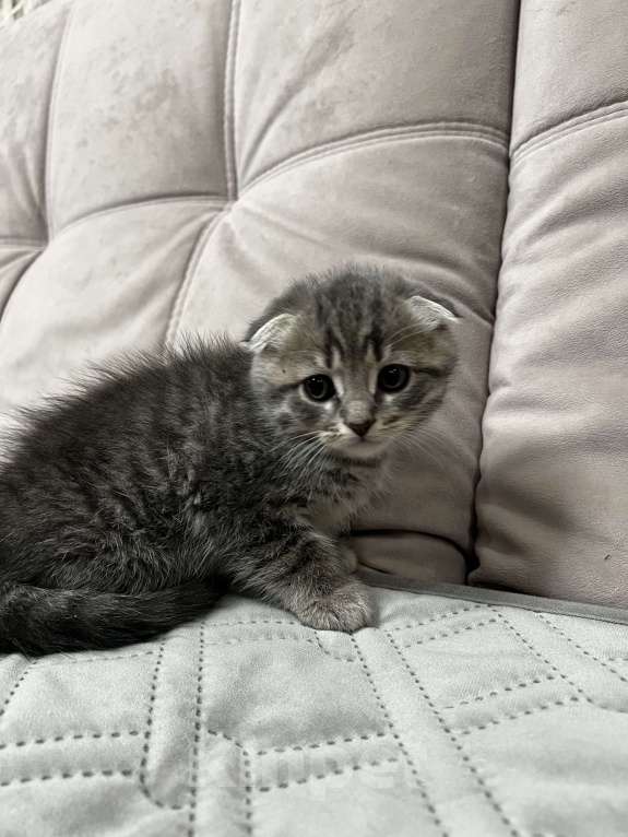 Кошки в других городах Калужской области: Шотландский вислоухий котенок Мальчик, 5 000 руб. - фото 3