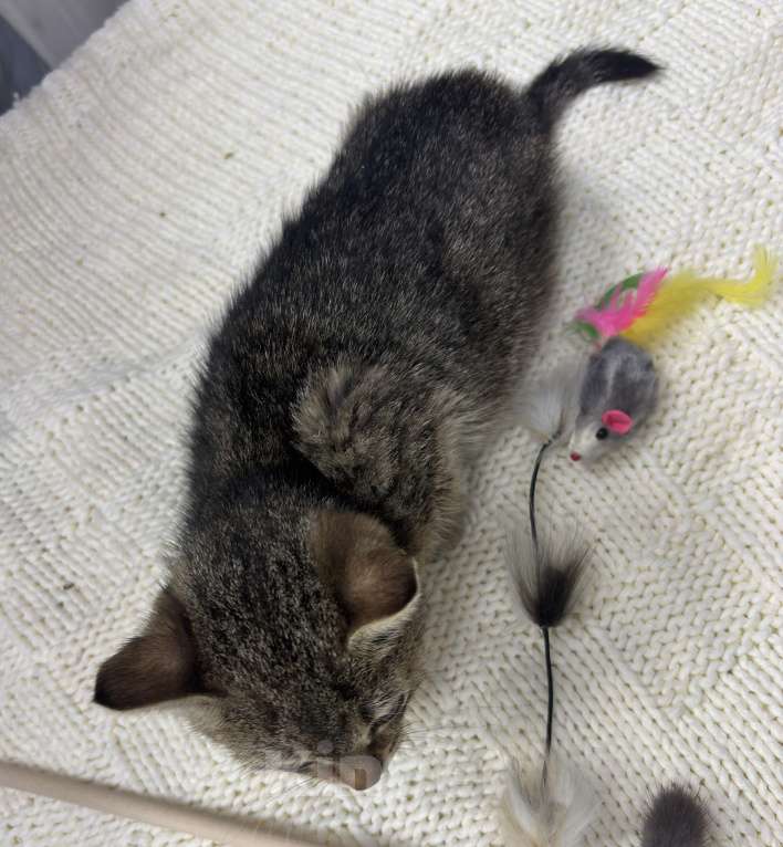 Кошки в Химках: Котенок Мальчик, Бесплатно - фото 7