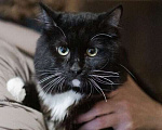 Кошки в Москве: Котик Питер из приюта ищет дом Мальчик, Бесплатно - фото 1