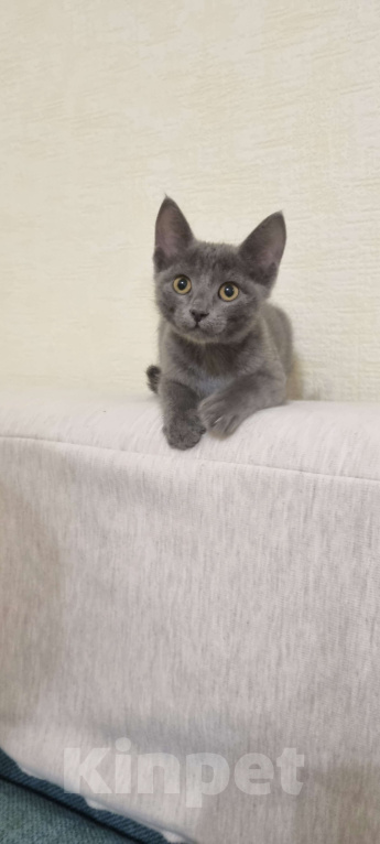 Кошки в Томске: Котята в добрые руки Девочка, Бесплатно - фото 1
