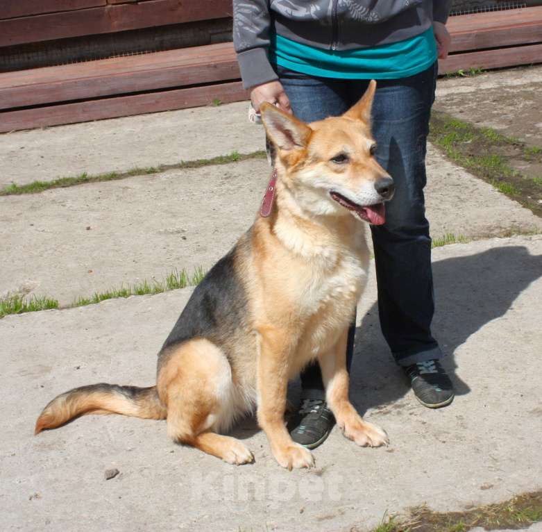 Собаки в Москве: Мяте очень нужен свой человек, она очень грустит без хозяина! Девочка, Бесплатно - фото 5