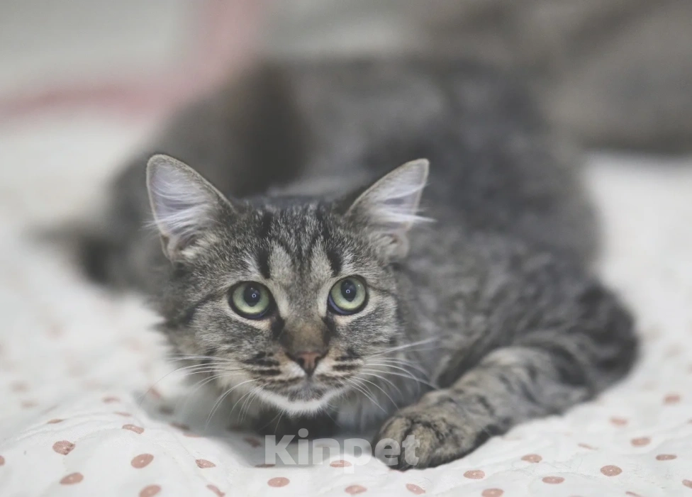 Кошки в Москве: Ласковый Чубакка ищет дом Мальчик, Бесплатно - фото 4