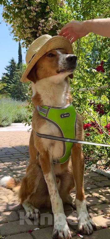 Собаки в других городах Краснодарского края: Роджер из приюта Поводог Сочи (отправим в любой город) Мальчик, Бесплатно - фото 5