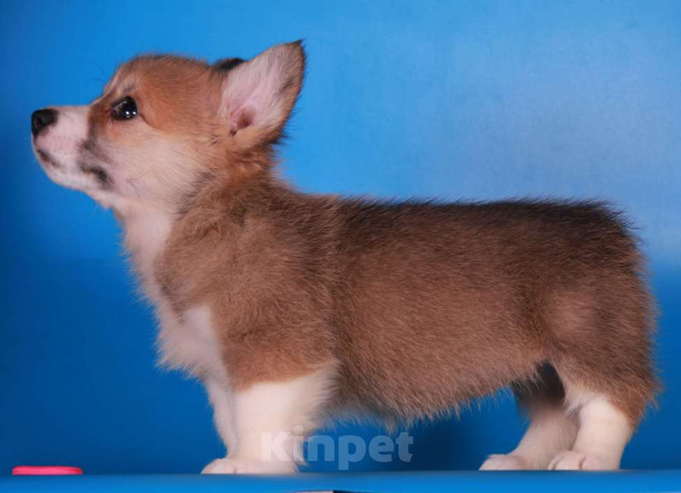 Собаки в Москве: вельш корги пемброк Девочка, 80 000 руб. - фото 6