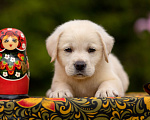 Собаки в Москве: Палевый щенок Лабрадора от родителей Чемпионов Мальчик, Бесплатно - фото 3