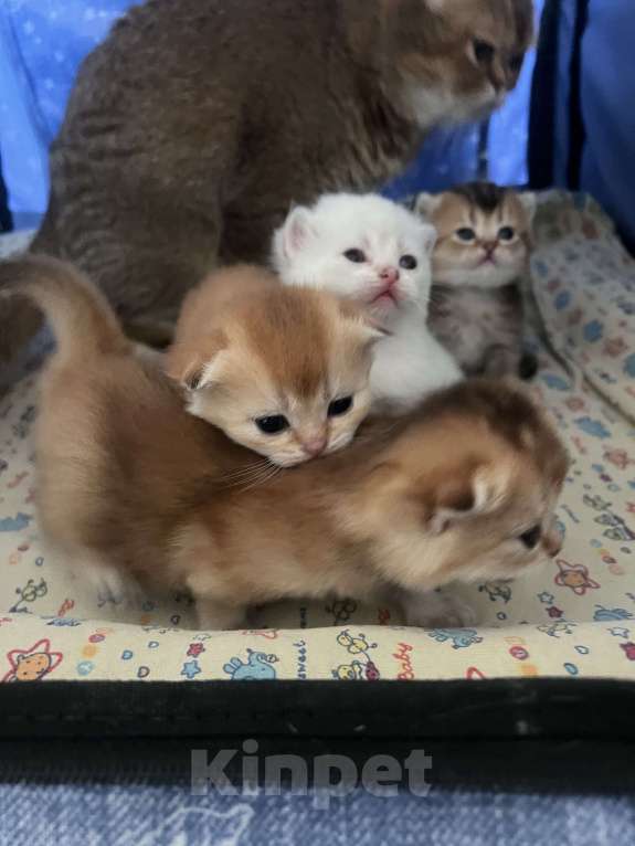 Кошки в Москве: Шотландские золотые котята Разнополые, 40 000 руб. - фото 2