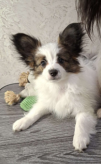 щенки папийона