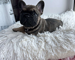 Собаки в других городах Омской области: Щенок Французский бульдог  Мальчик, 55 000 руб. - фото 2