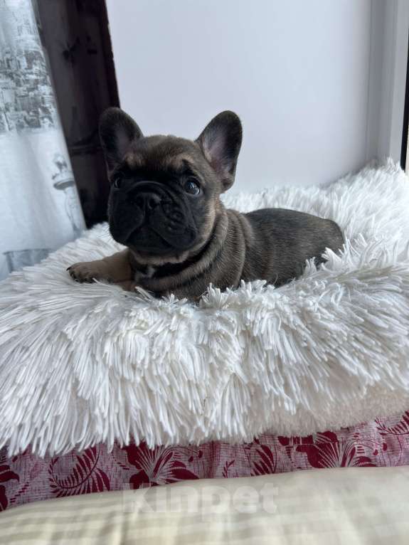 Собаки в других городах Омской области: Щенок Французский бульдог  Мальчик, 55 000 руб. - фото 2