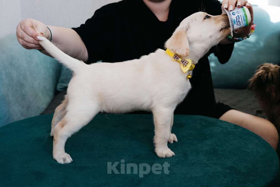 Собаки в Москве: Лабрадор-ретривер, щенок Мальчик, Бесплатно - фото 6