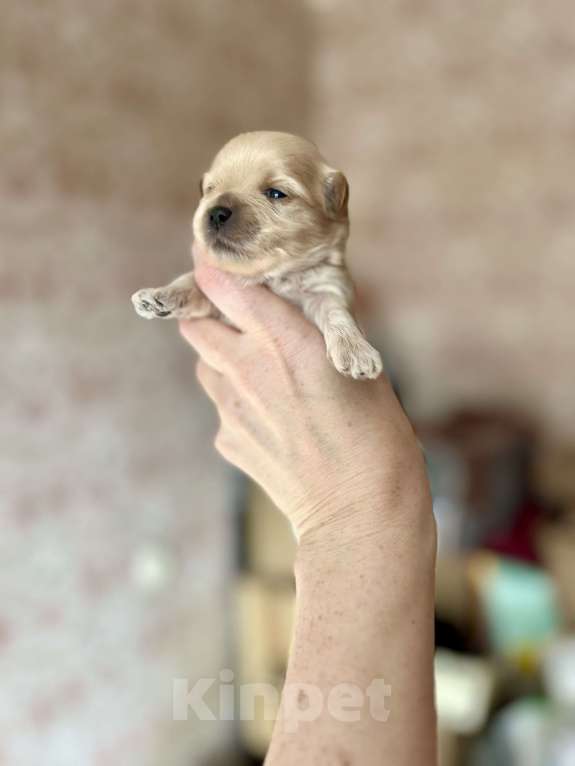Собаки в Санкт-Петербурге: Мальтипу мини мальчик Мальчик, 150 000 руб. - фото 3