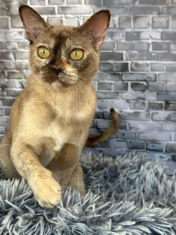 Кошки в Электростали: Европейская бурма. Девочка, 10 000 руб. - фото 4