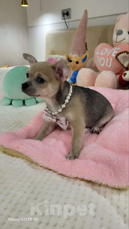 Собаки в Москве: девочка чихуахуа гш крупный стандарт Девочка, 60 000 руб. - фото 4