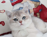 Кошки в Москве: Голубой золотистый британский котенок Мальчик, 80 000 руб. - фото 1