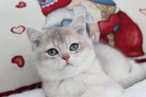 Объявление: Голубой золотистый британский котенок, 100 000 руб., Москва