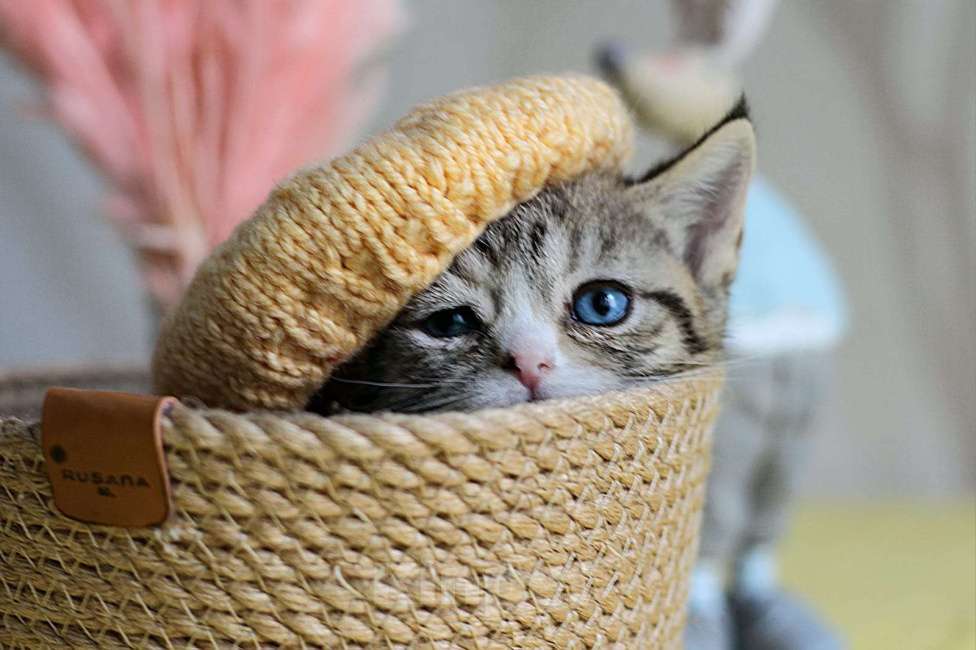 Кошки в Хабаровске: Девочка Девон-рекс дгг Девочка, 150 000 руб. - фото 5