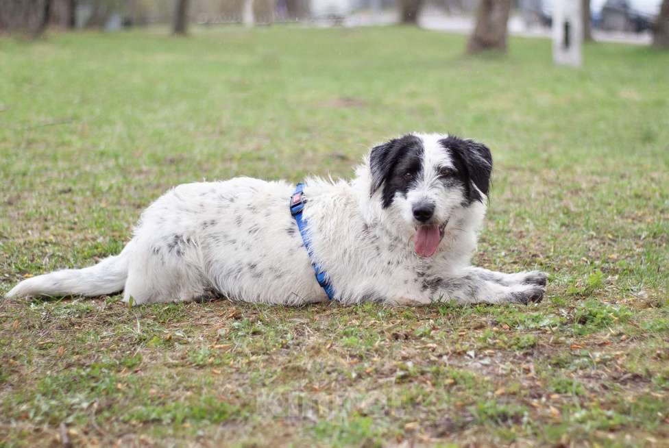 Собаки в Москве: Верный ласковый Сэмми в поисках заботливой семьи Мальчик, Бесплатно - фото 1