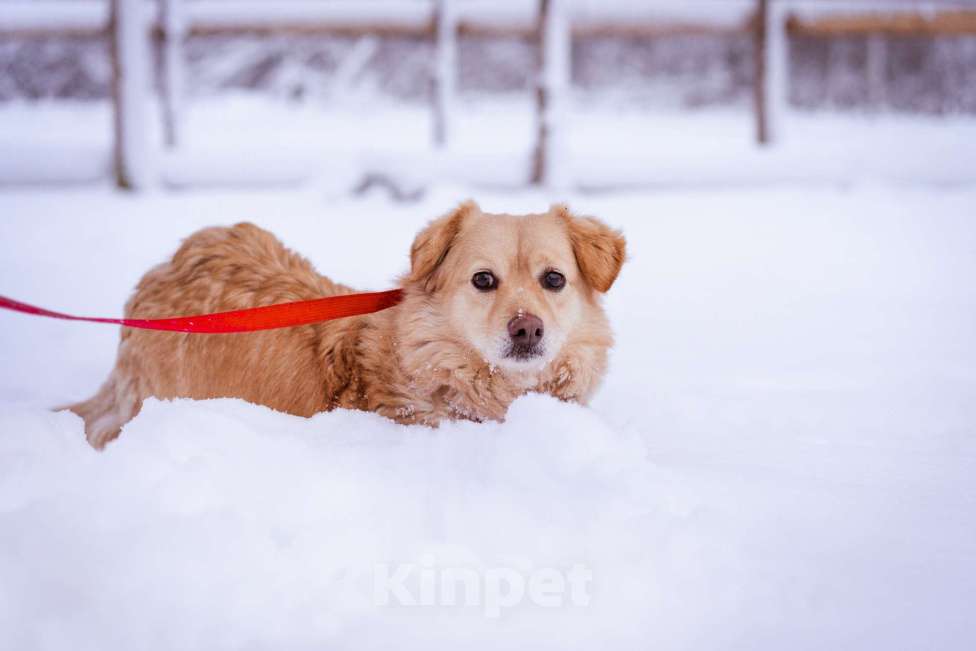 Собаки в Москве: Маленький пёсик ищет дом Мальчик, Бесплатно - фото 8