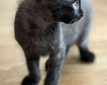 Кошки в Саратове: Котёнок вислоухий  Мальчик, Бесплатно - фото 2