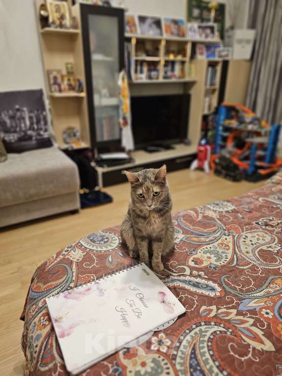 Кошки в Москве: Бесплатно в добрые руки! Девочка, Бесплатно - фото 5