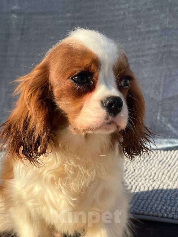 Собаки в Санкт-Петербурге: БЕСТ ИЛРЕАН КАДДИ Мальчик, 100 000 руб. - фото 2