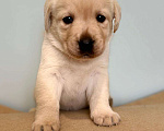 Собаки в Богородске: Предварительное бронирование на щенков лабрадора ретривера шоу Девочка, Бесплатно - фото 4
