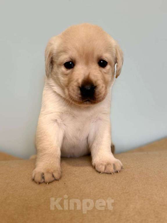 Собаки в Богородске: Предварительное бронирование на щенков лабрадора ретривера шоу Девочка, Бесплатно - фото 4