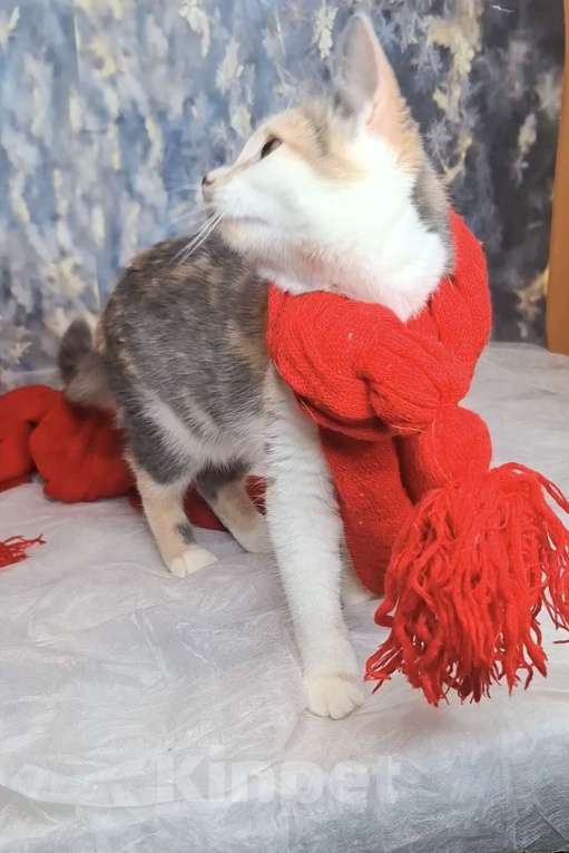 Кошки в Москве: Голубокремовый котёнок в добрые руки  Девочка, Бесплатно - фото 2