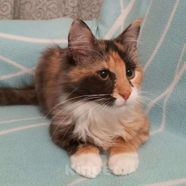 Кошки в Санкт-Петербурге: Котёнок Кася, трёхцветная-черепаховая Девочка, Бесплатно - фото 8