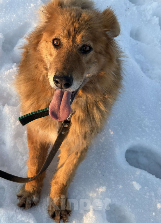 Собаки в Воскресенске: Сладкая булочка с корицей Мальчик, Бесплатно - фото 4