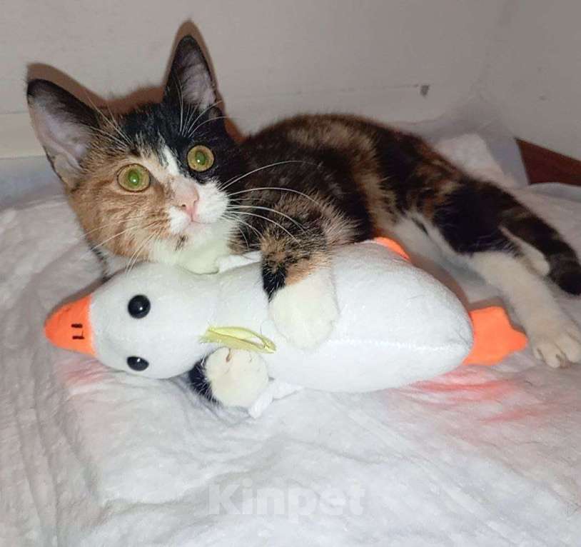 Кошки в Москве: Трехцветный котенок Умка в добрые руки Девочка, 1 руб. - фото 7