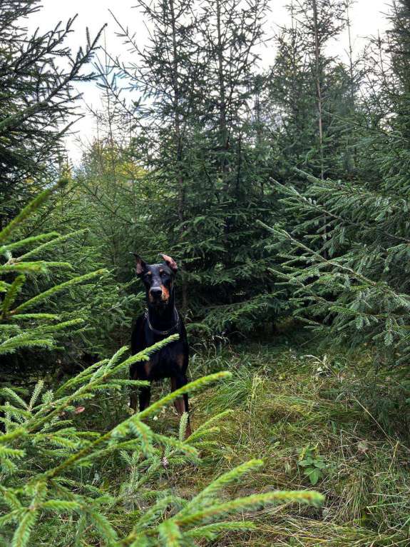 Собаки в Санкт-Петербурге: Щенок добермана  Девочка, 35 000 руб. - фото 2