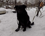 Собаки в Москве: Черные щенки немецкой овчарки, мальчики Мальчик, 20 000 руб. - фото 7