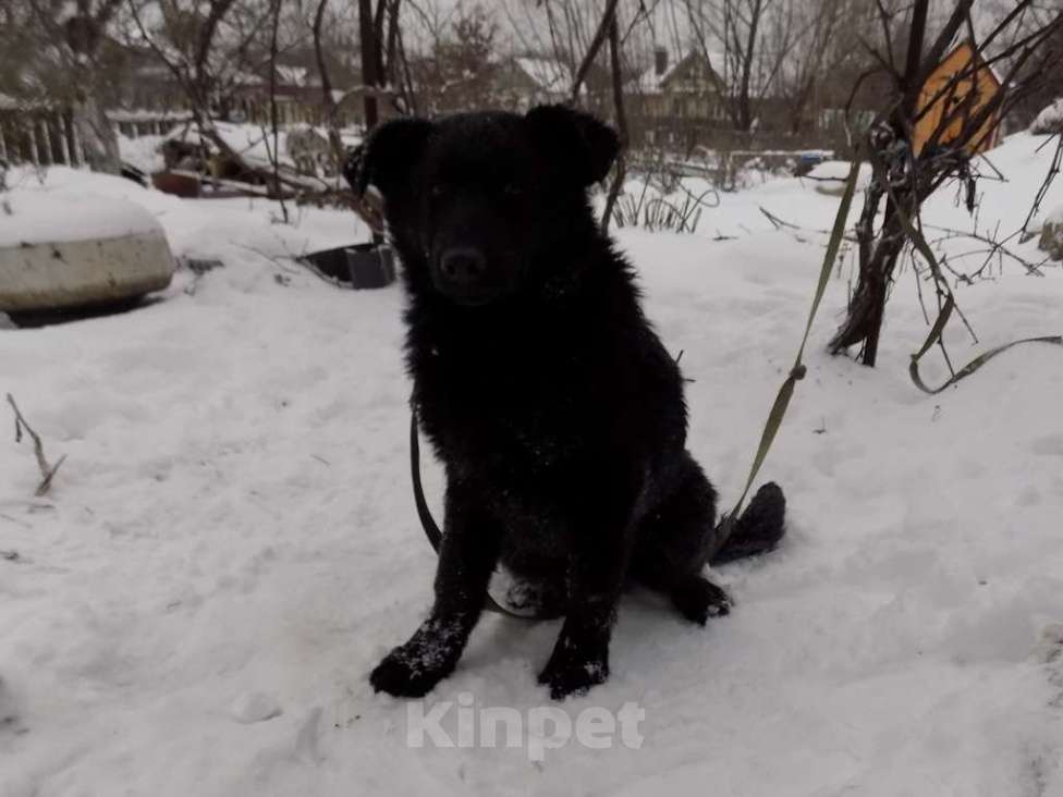 Собаки в Москве: Черные щенки немецкой овчарки, мальчики Мальчик, 20 000 руб. - фото 7