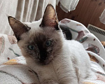 Кошки в Москве: Ласковый котёнок в добрые руки  Девочка, Бесплатно - фото 2