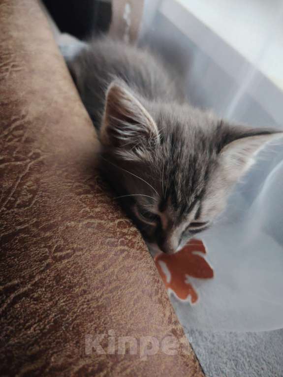 Кошки в Перми: Котенок в добрые руки.  Мальчик, Бесплатно - фото 1