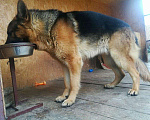 Собаки в Белгороде: Вязка, 2 000 руб. - фото 4