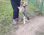 Собаки в Кемерово: Йорк, вязка, 1 руб. - фото 1