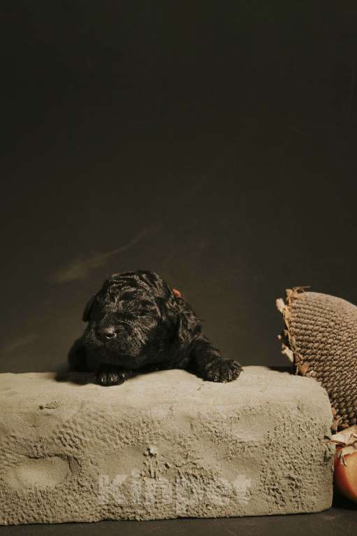 Собаки в Москве: EPIKA THOPH Испанская Водяная собака Девочка, 190 000 руб. - фото 7