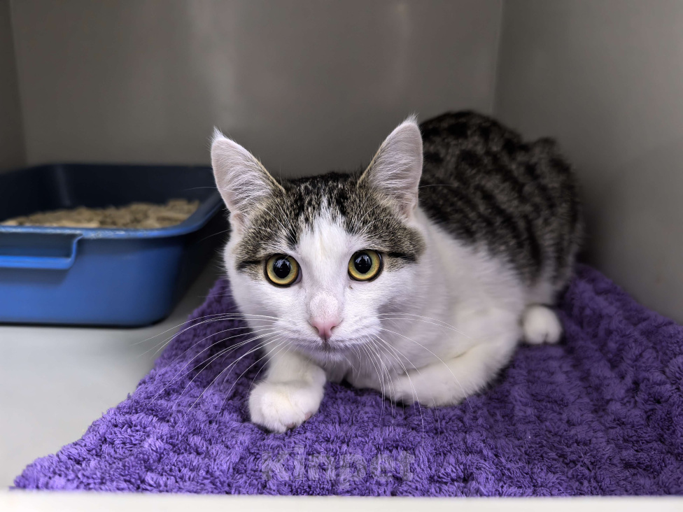 Кошки в Москве: Лапка. Лапочка. Лапушка. Девочка, Бесплатно - фото 7