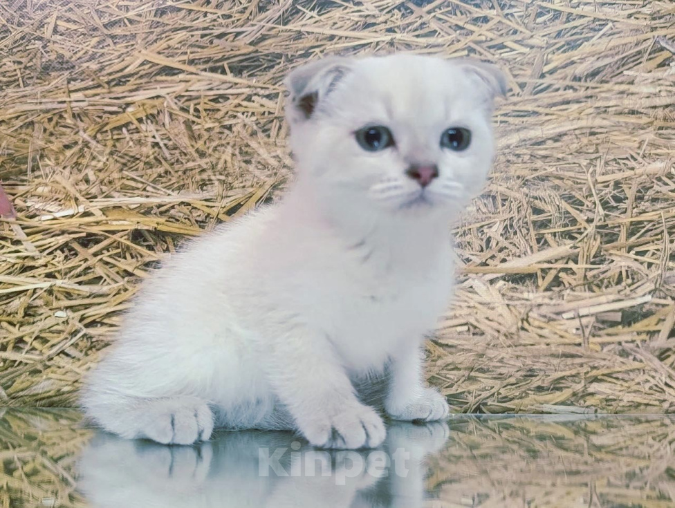 Кошки в других городах Краснодарского края: Шотландские котята Разнополые, 12 000 руб. - фото 4