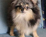 Собаки в Москве: Померанский мальчик шпиц Мальчик, 43 000 руб. - фото 3