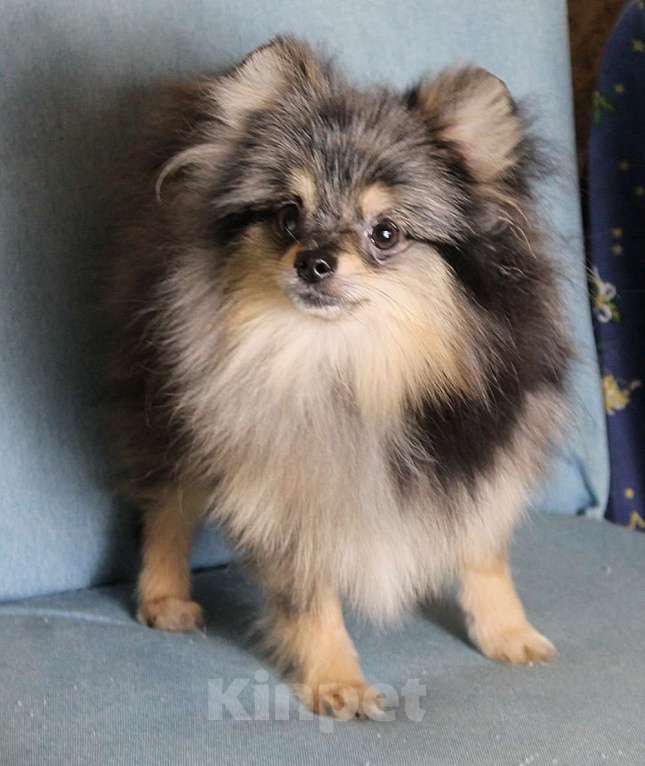 Собаки в Москве: Померанский мальчик шпиц Мальчик, 43 000 руб. - фото 3
