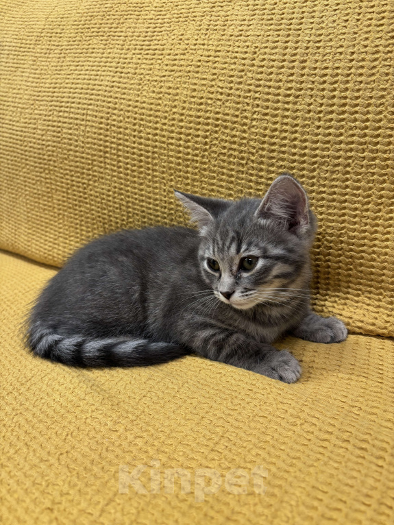 Кошки в Москве: Дымчатая красавица Девочка, Бесплатно - фото 1