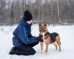 Собаки в Солнечногорске: Компактная собачка в добрые руки Девочка, Бесплатно - фото 2