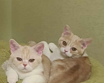 Кошки в Санкт-Петербурге: Продажа американских короткошерстных котят Мальчик, 60 000 руб. - фото 1