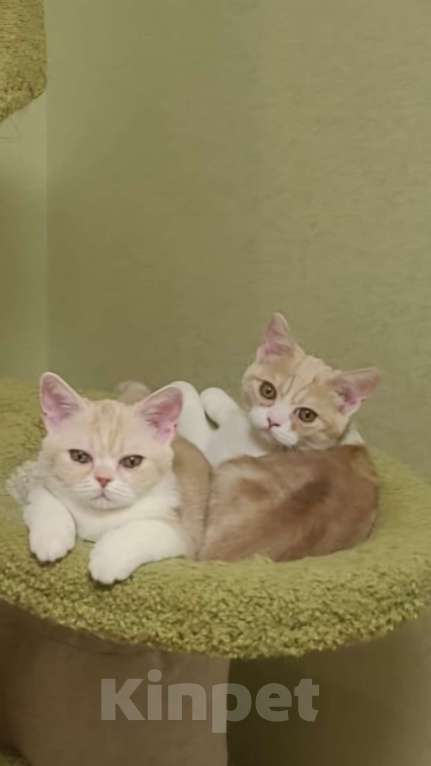 Кошки в Санкт-Петербурге: Продажа американских короткошерстных котят Мальчик, 60 000 руб. - фото 1