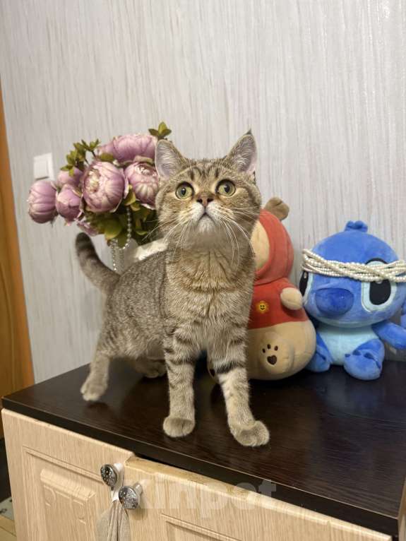 Кошки в Санкт-Петербурге: Отдам в добрые руки  Девочка, Бесплатно - фото 2